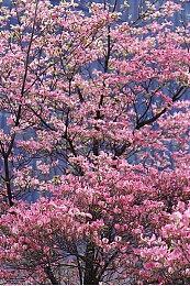 《龙腾世纪4》将注重单人游戏体验 明年公布新消息